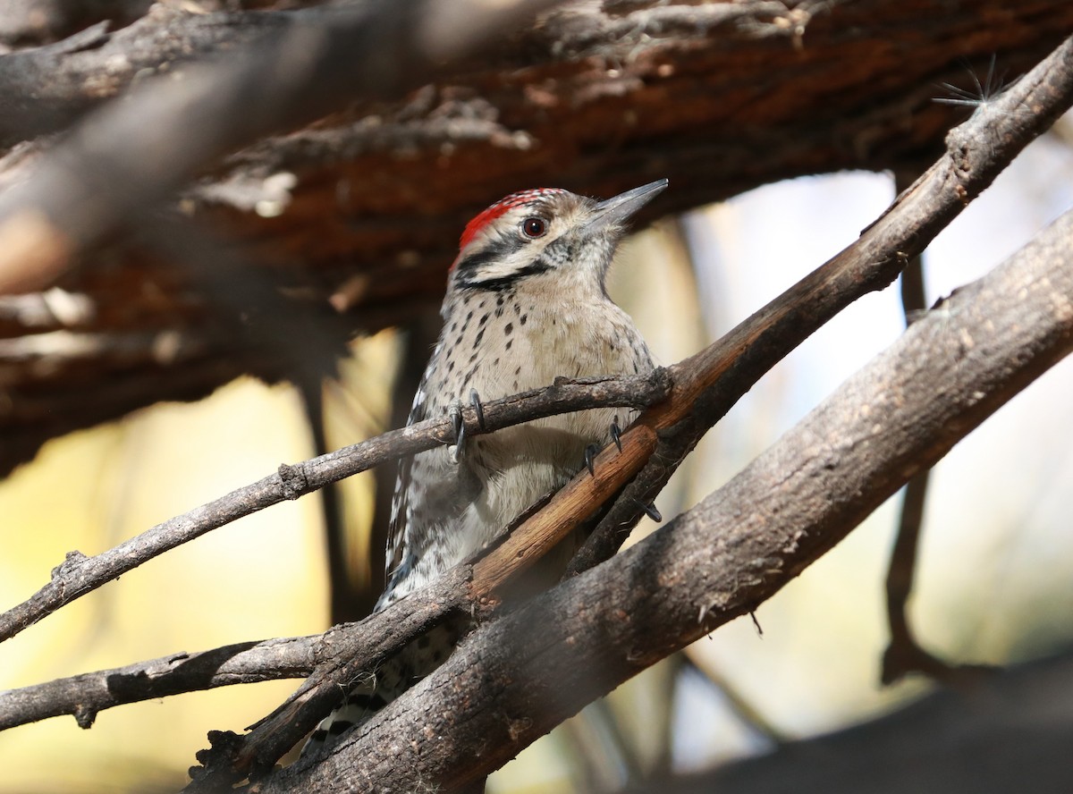 Ladder-backed Woodpecker - ML628011623