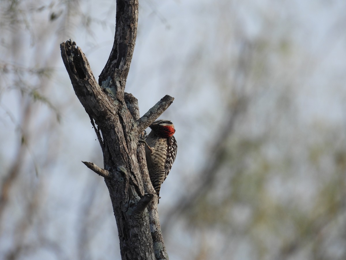 Ladder-backed Woodpecker - ML628011626