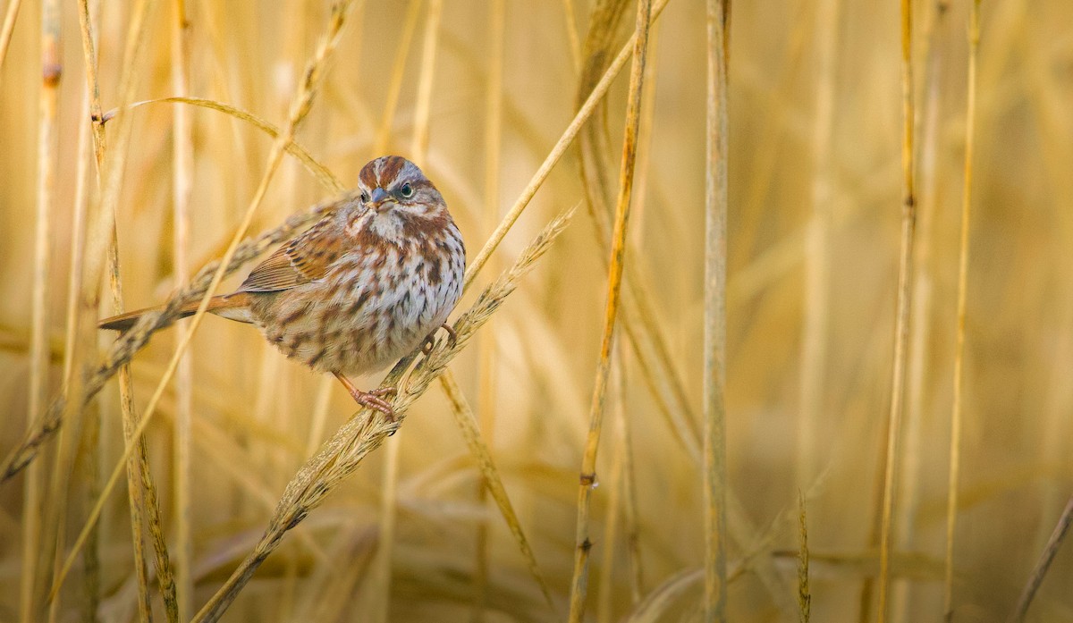 Song Sparrow - ML628011628