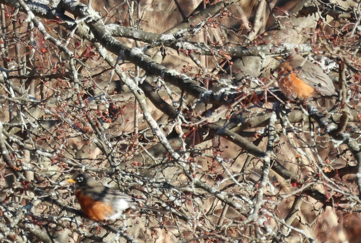 American Robin - ML628011665