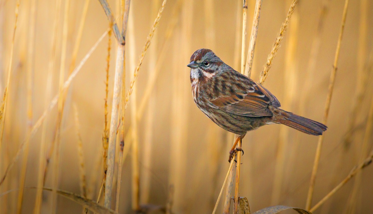 Song Sparrow - ML628011689