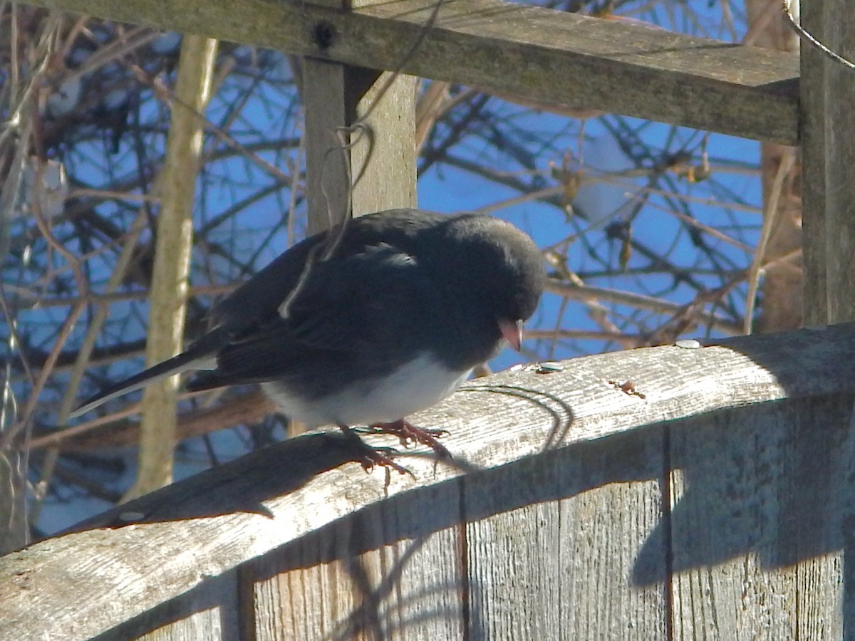 Dark-eyed Junco (Slate-colored) - ML628011711