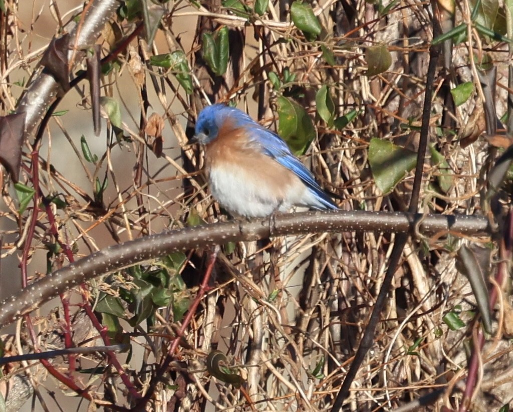 Eastern Bluebird - ML628011712