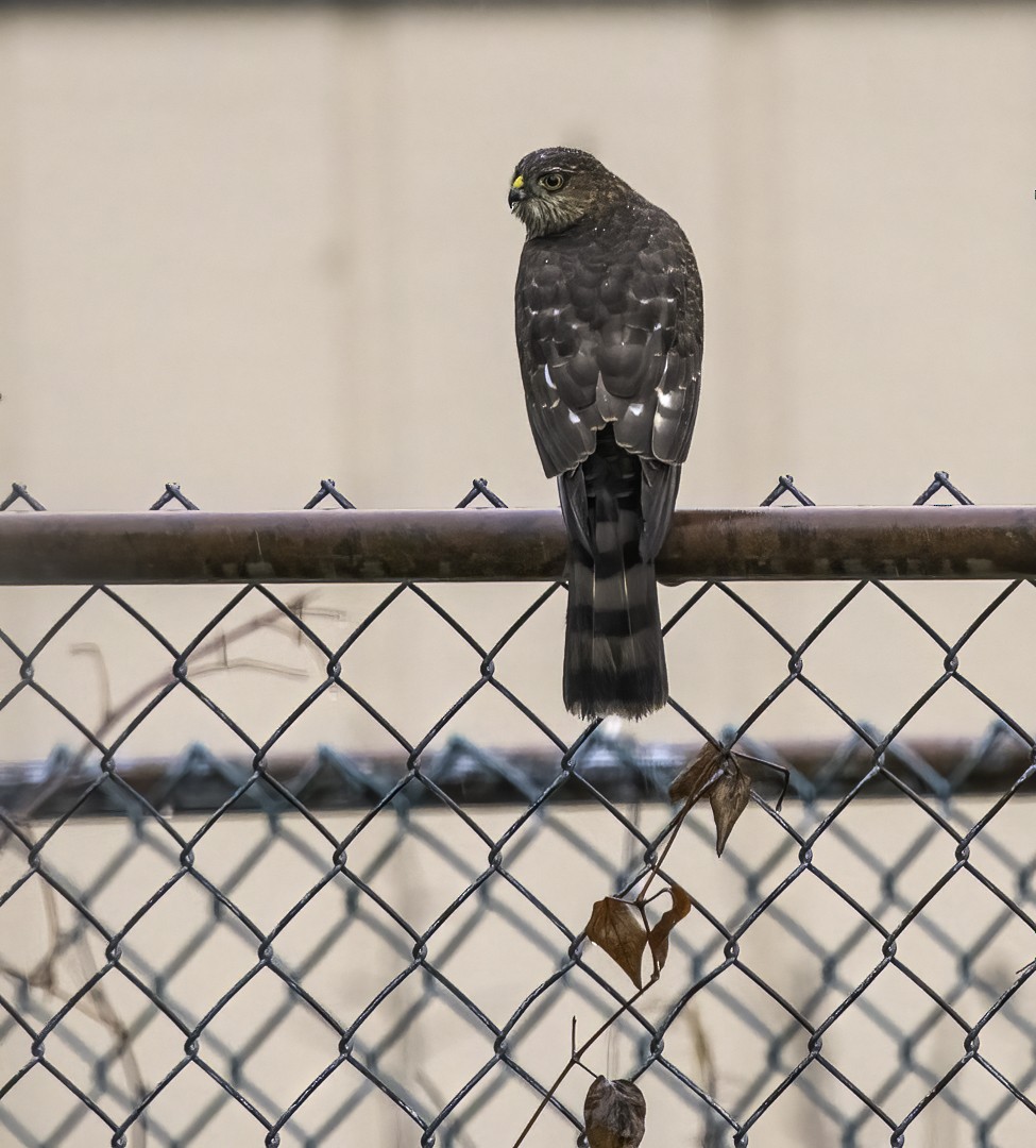 Sharp-shinned Hawk - ML628011720
