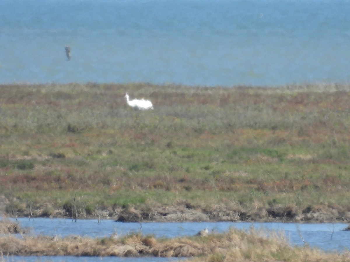 Whooping Crane - ML628011796