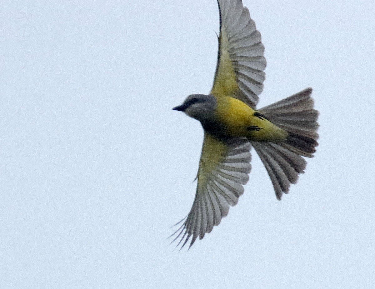 Western Kingbird - ML628011874