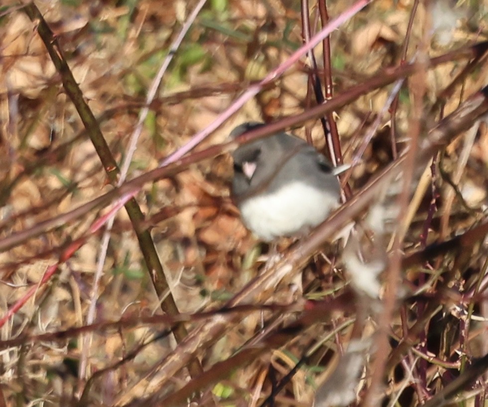 Dark-eyed Junco - ML628011904