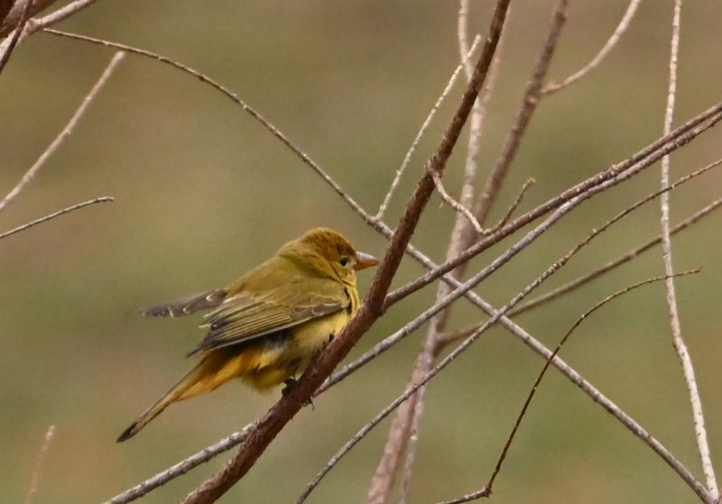 Summer Tanager - ML628011923