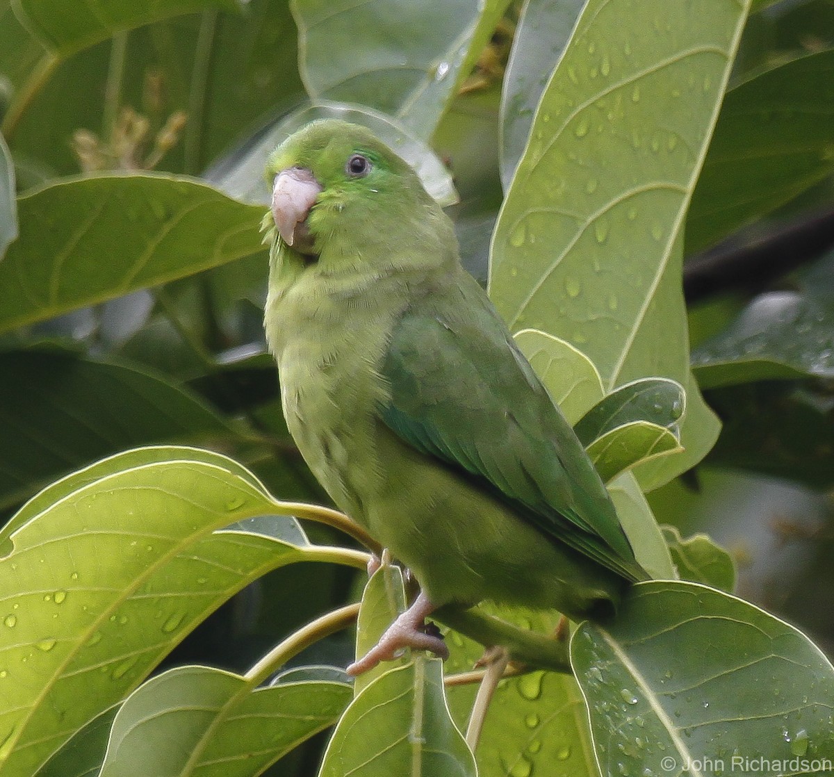 Spectacled Parrotlet - ML628011934