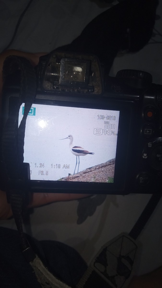 American Avocet - ML628011941