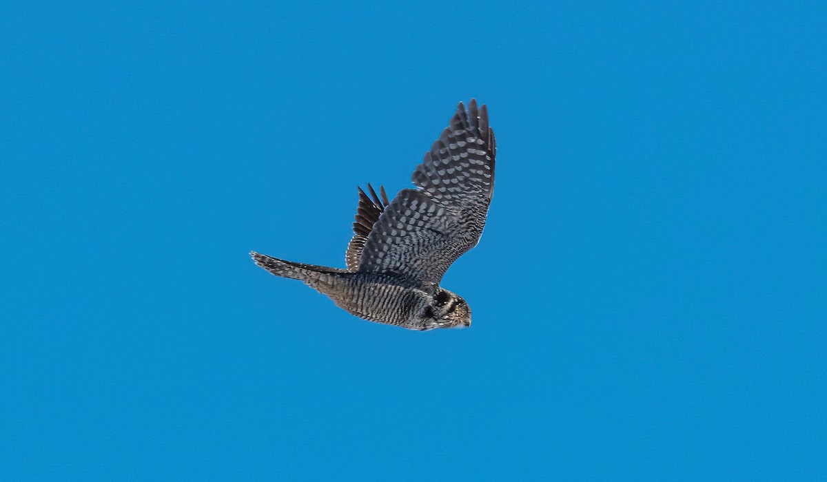 Northern Hawk Owl - ML628012016