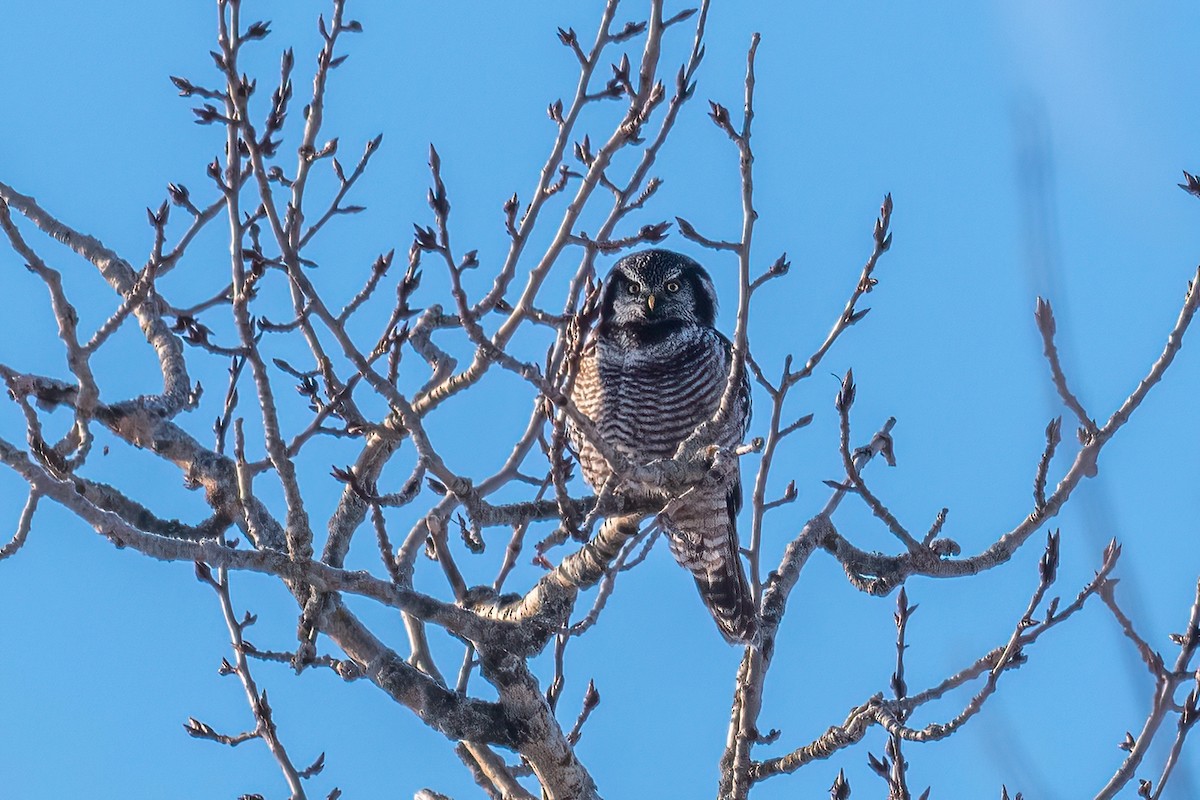 Northern Hawk Owl - ML628012017