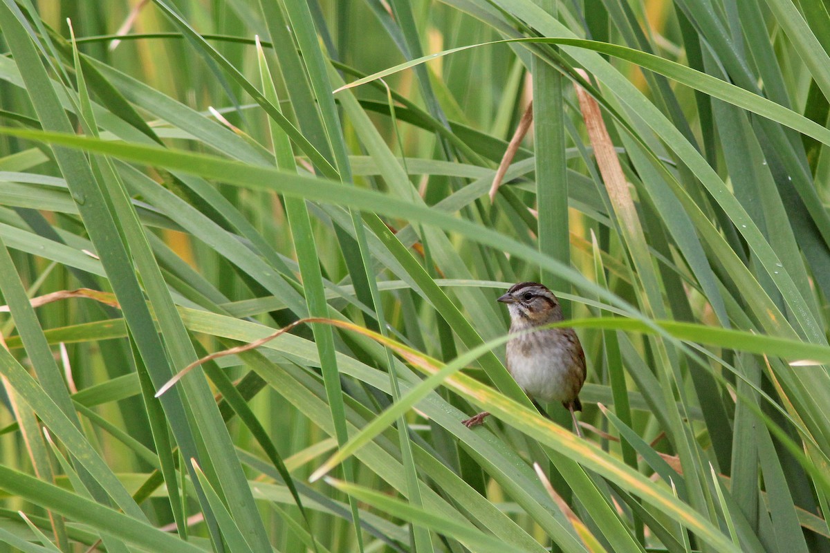 Swamp Sparrow - ML628012038