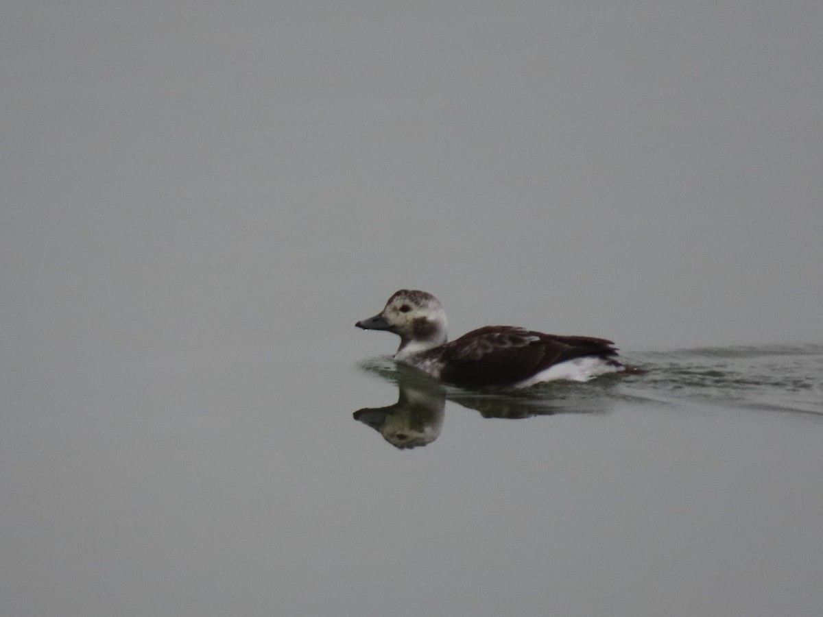 Long-tailed Duck - ML628012063