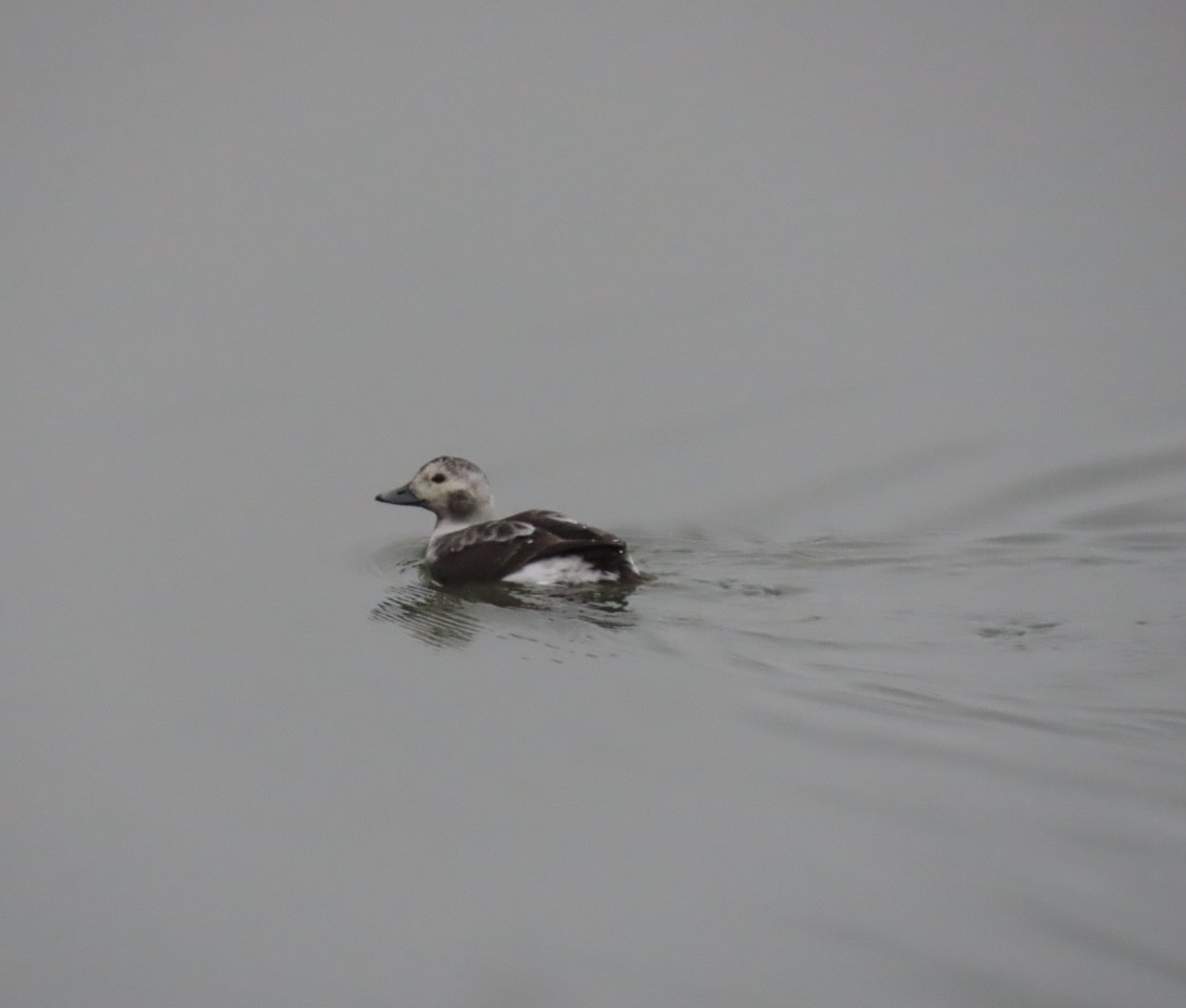 Long-tailed Duck - ML628012064