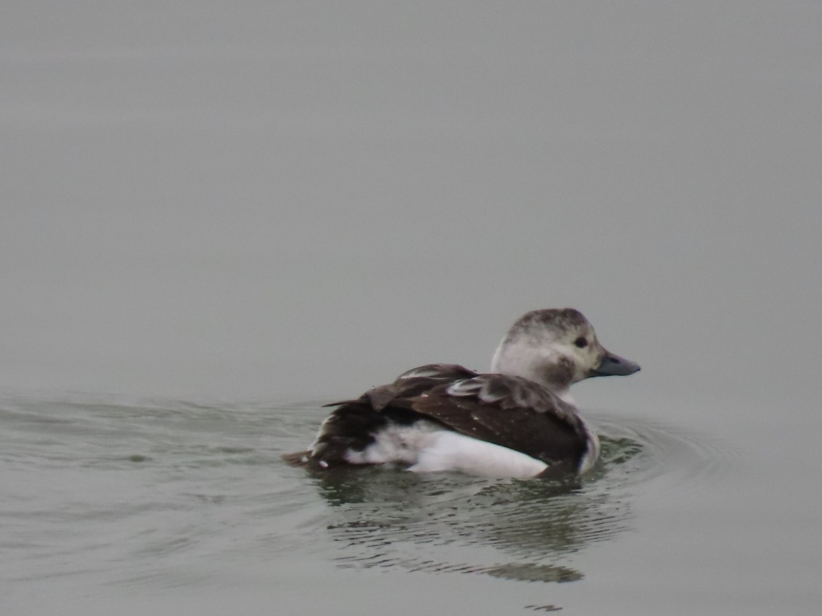 Long-tailed Duck - ML628012065