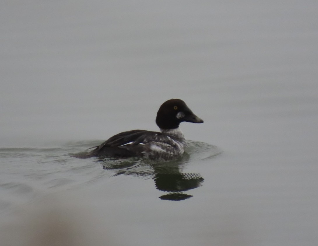 Common Goldeneye - ML628012071