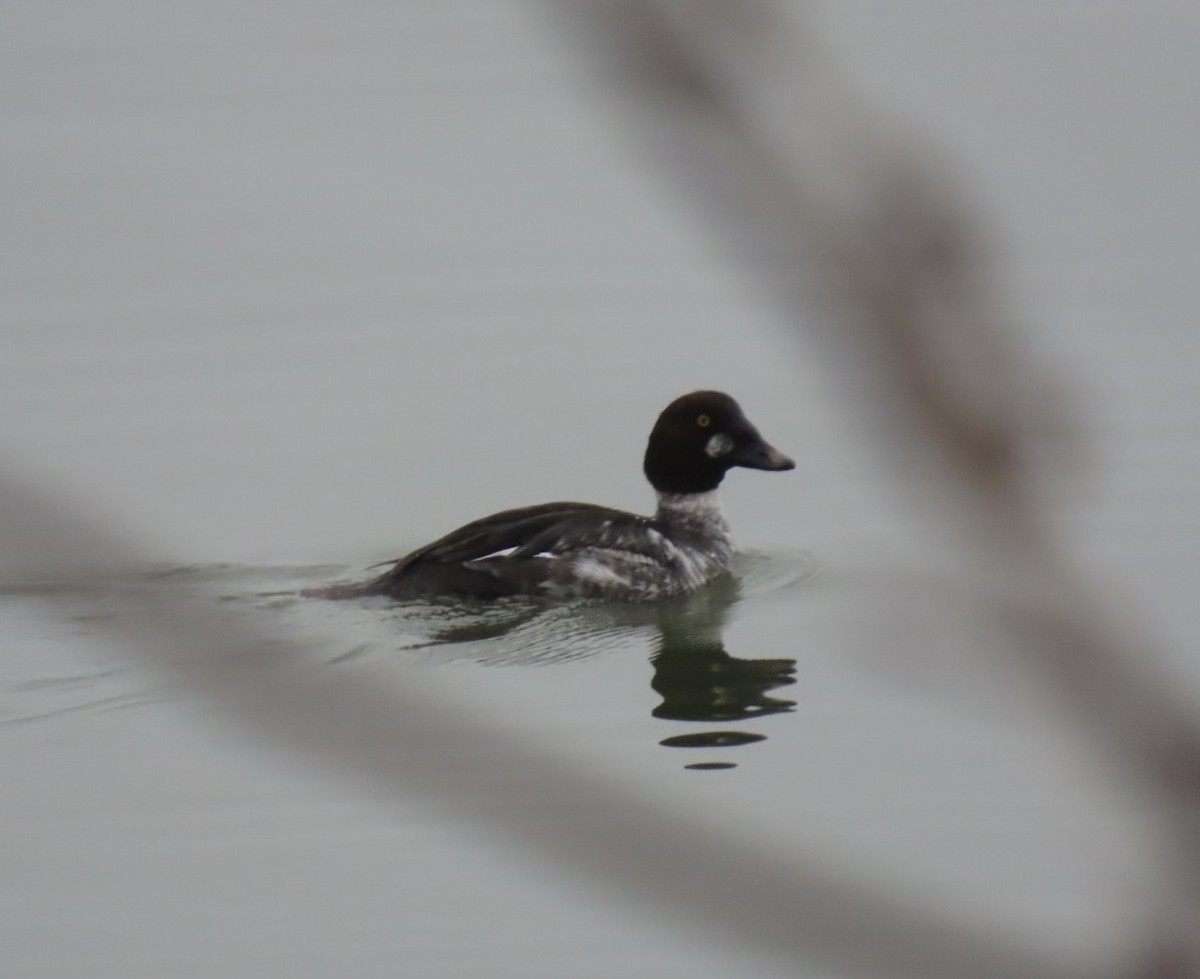 Common Goldeneye - ML628012072