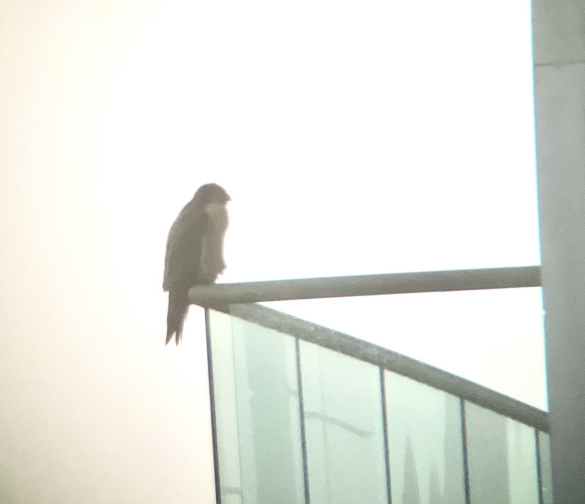 Peregrine Falcon - ML628012092