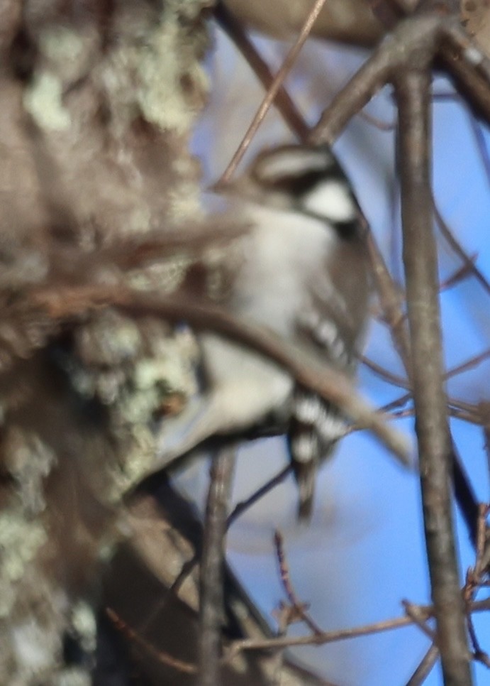 Downy Woodpecker - ML628012094