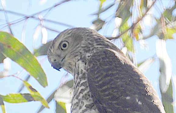 Brown Goshawk - ML628012115