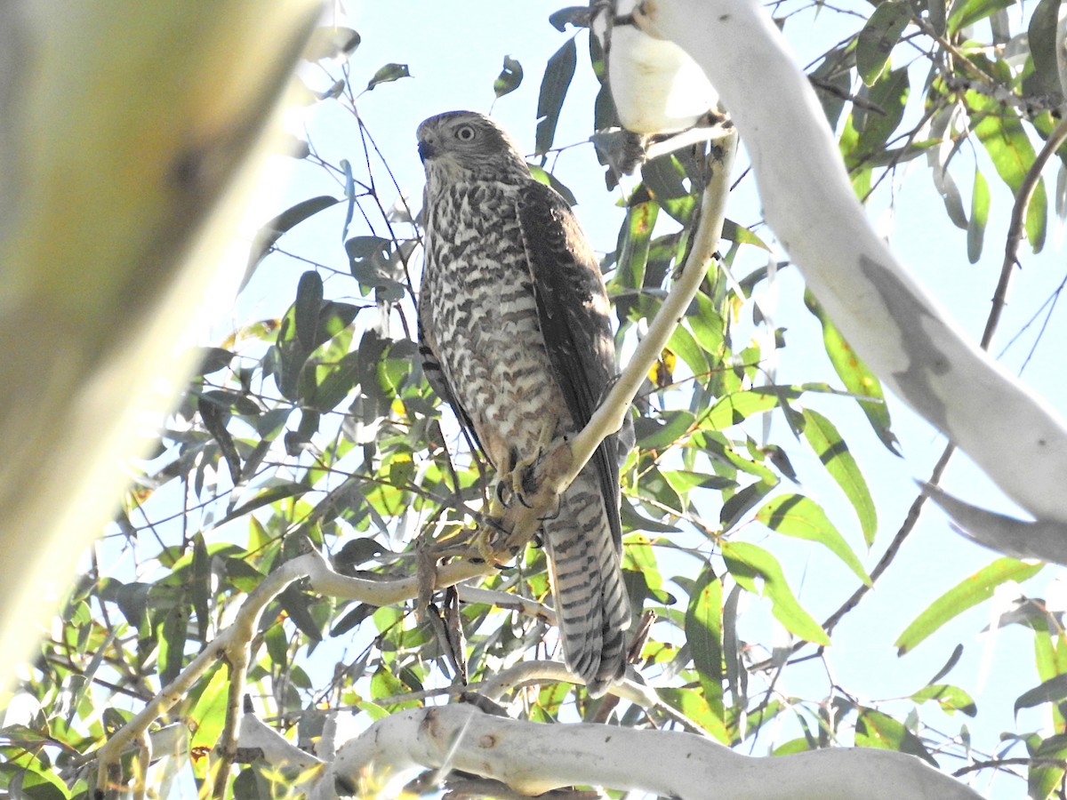 Brown Goshawk - ML628012116