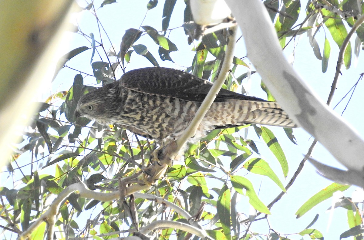 Brown Goshawk - ML628012117