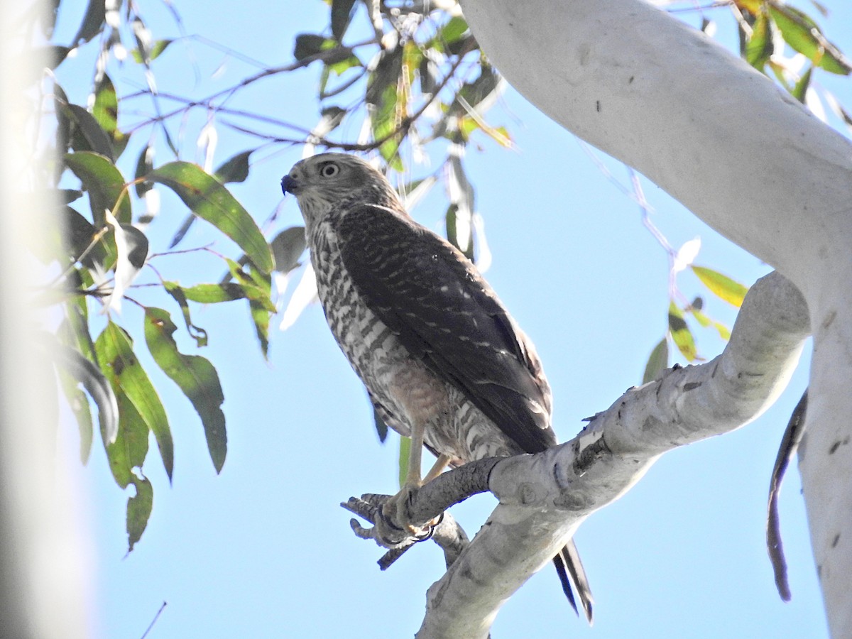 Brown Goshawk - ML628012118