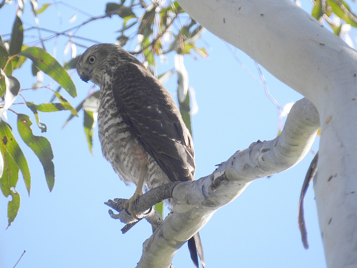 Brown Goshawk - ML628012119