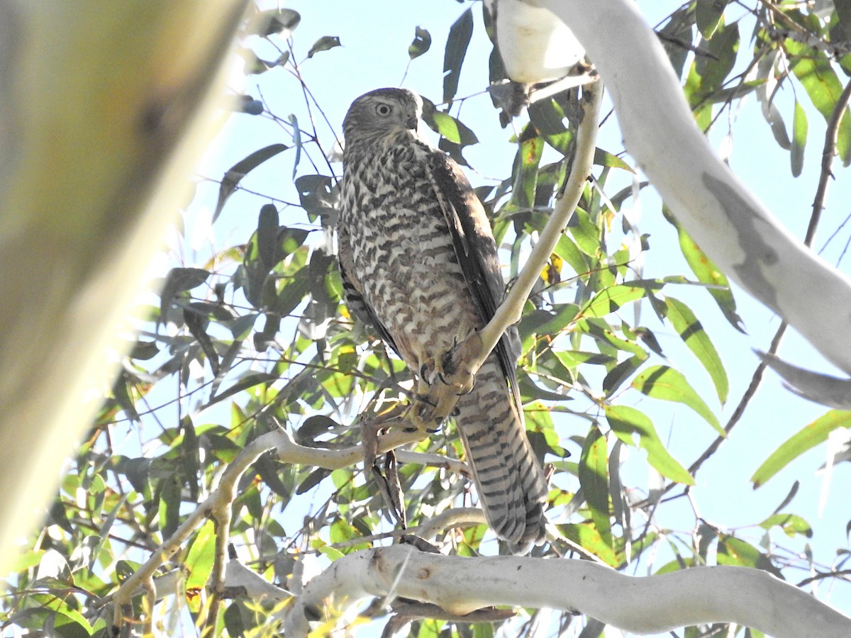 Brown Goshawk - ML628012120