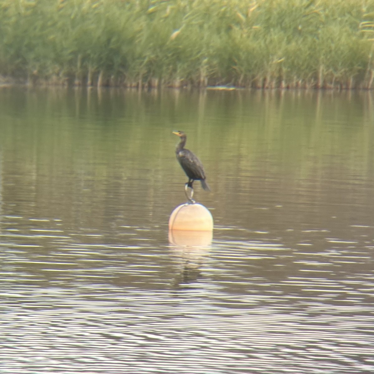 Double-crested Cormorant - ML628012125