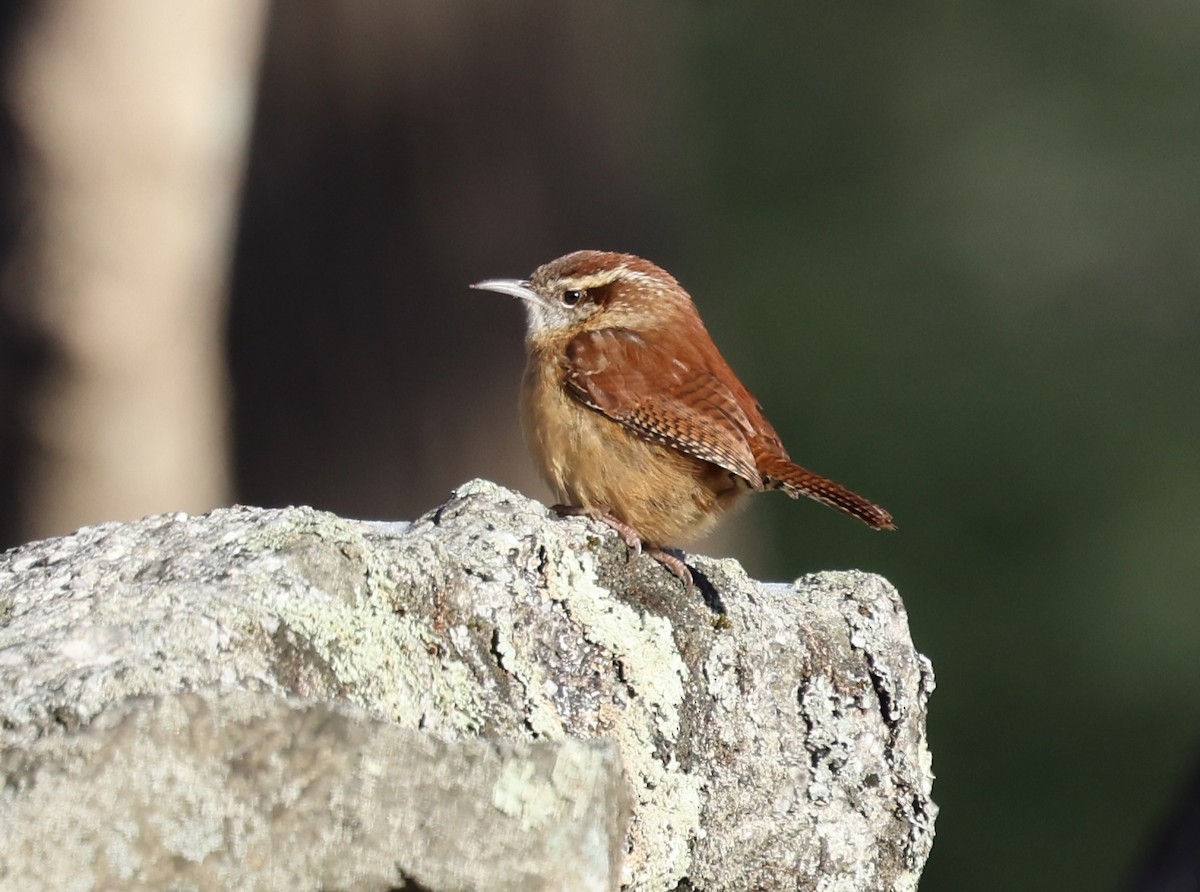 Carolina Wren - ML628012129