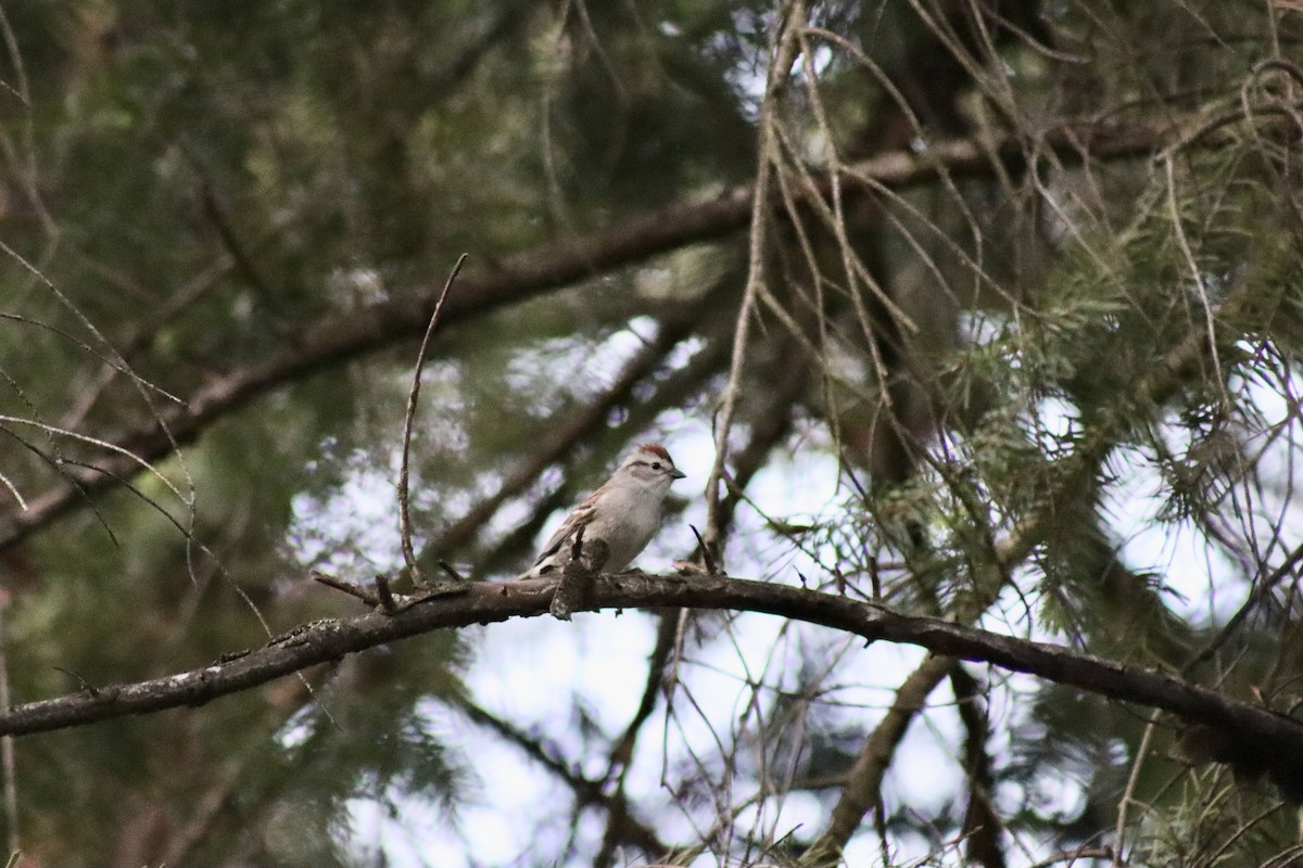 Chipping Sparrow - ML628012133