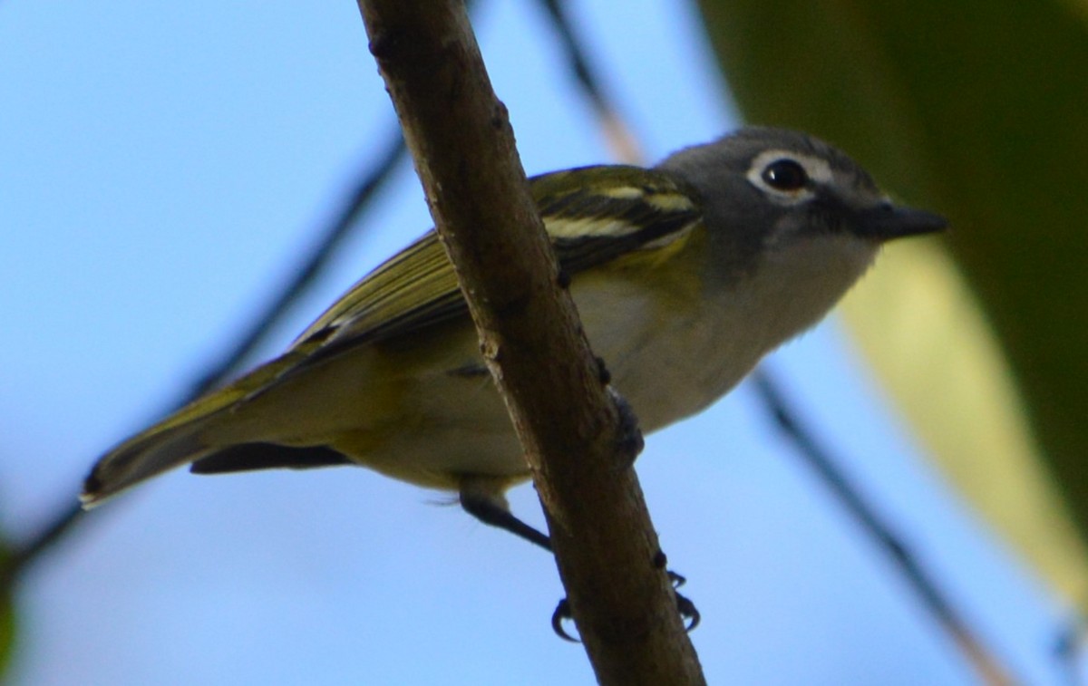 eremittvireo - ML628012137