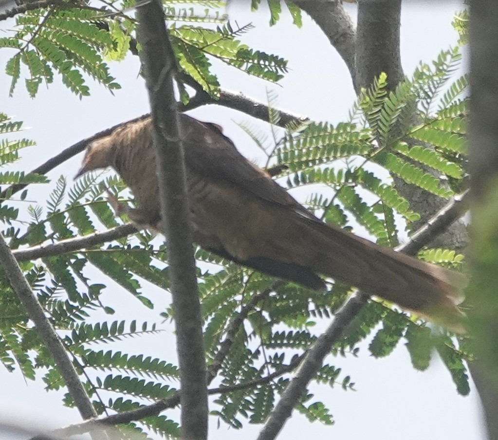 Timor Cuckoo-Dove - ML628012155