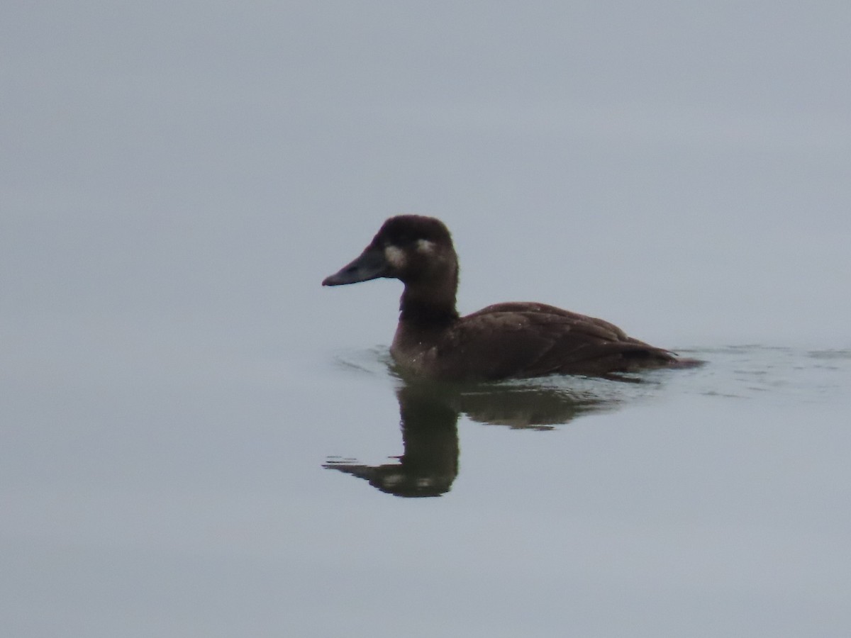 Surf Scoter - ML628012187