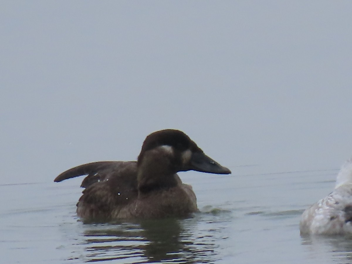 Surf Scoter - ML628012188