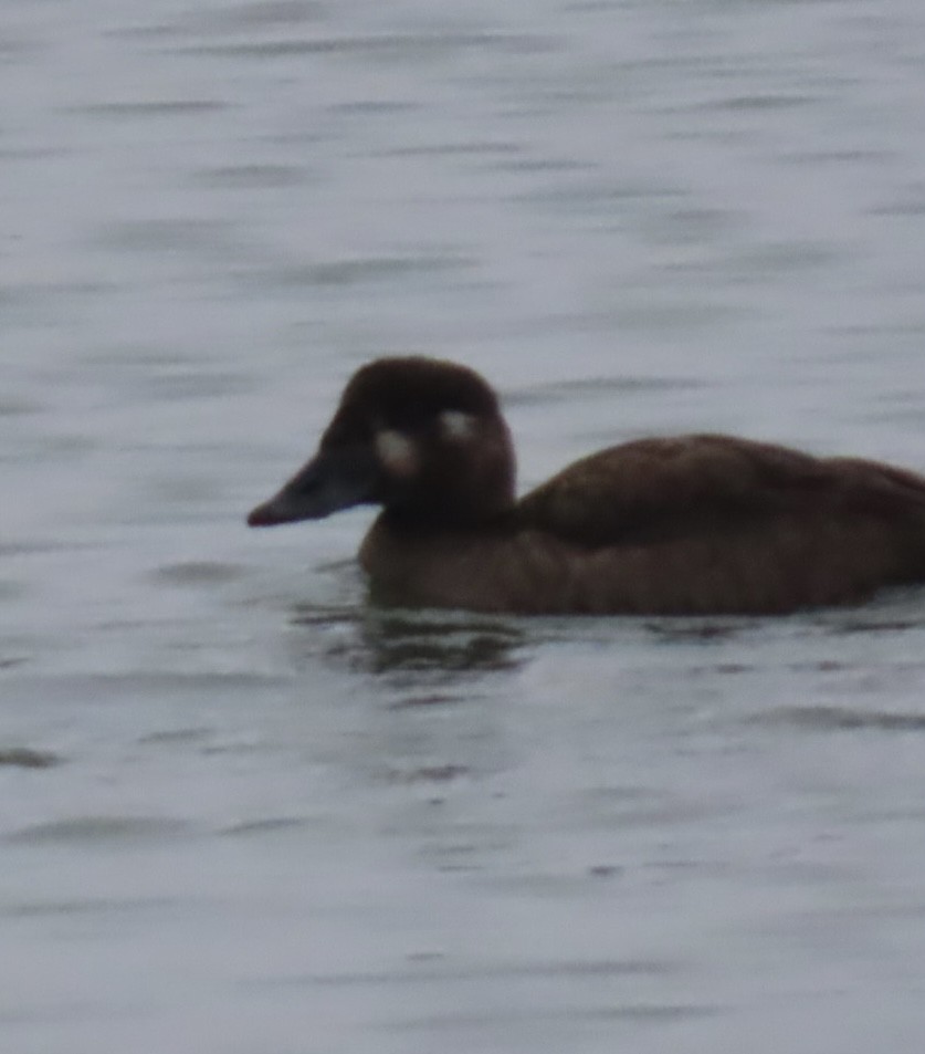 Surf Scoter - ML628012189