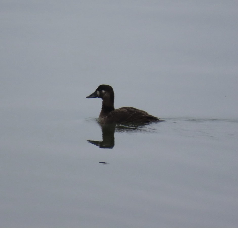 Surf Scoter - ML628012190