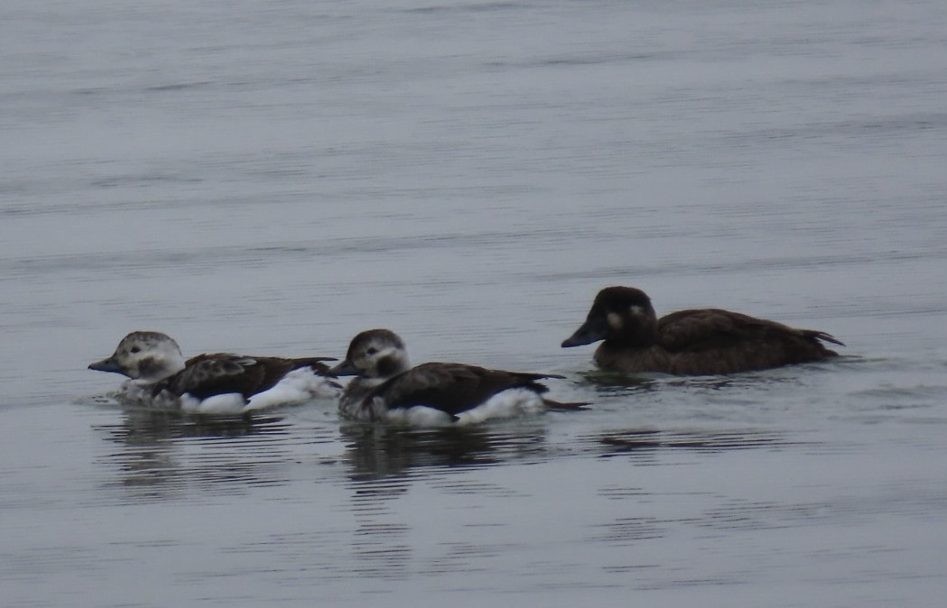 Long-tailed Duck - ML628012200