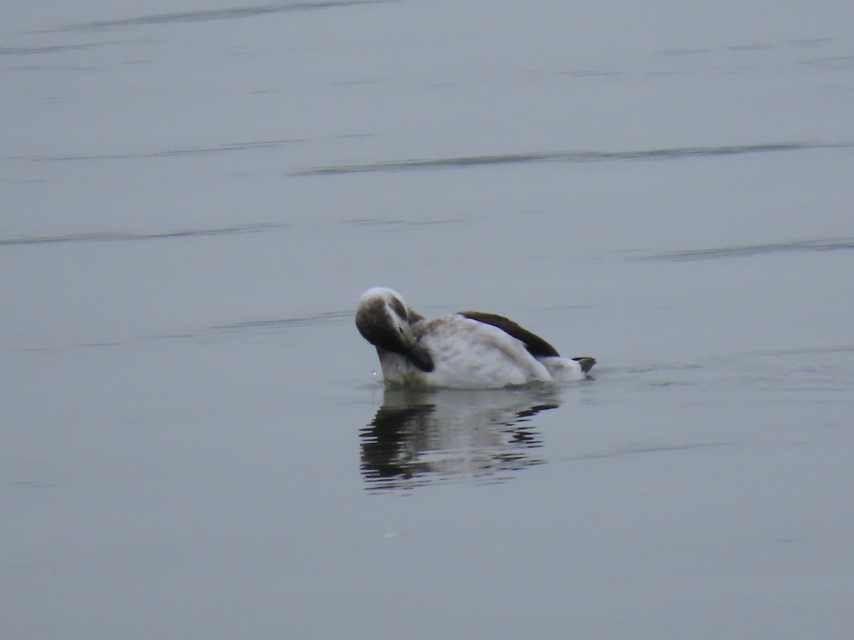 Long-tailed Duck - ML628012201