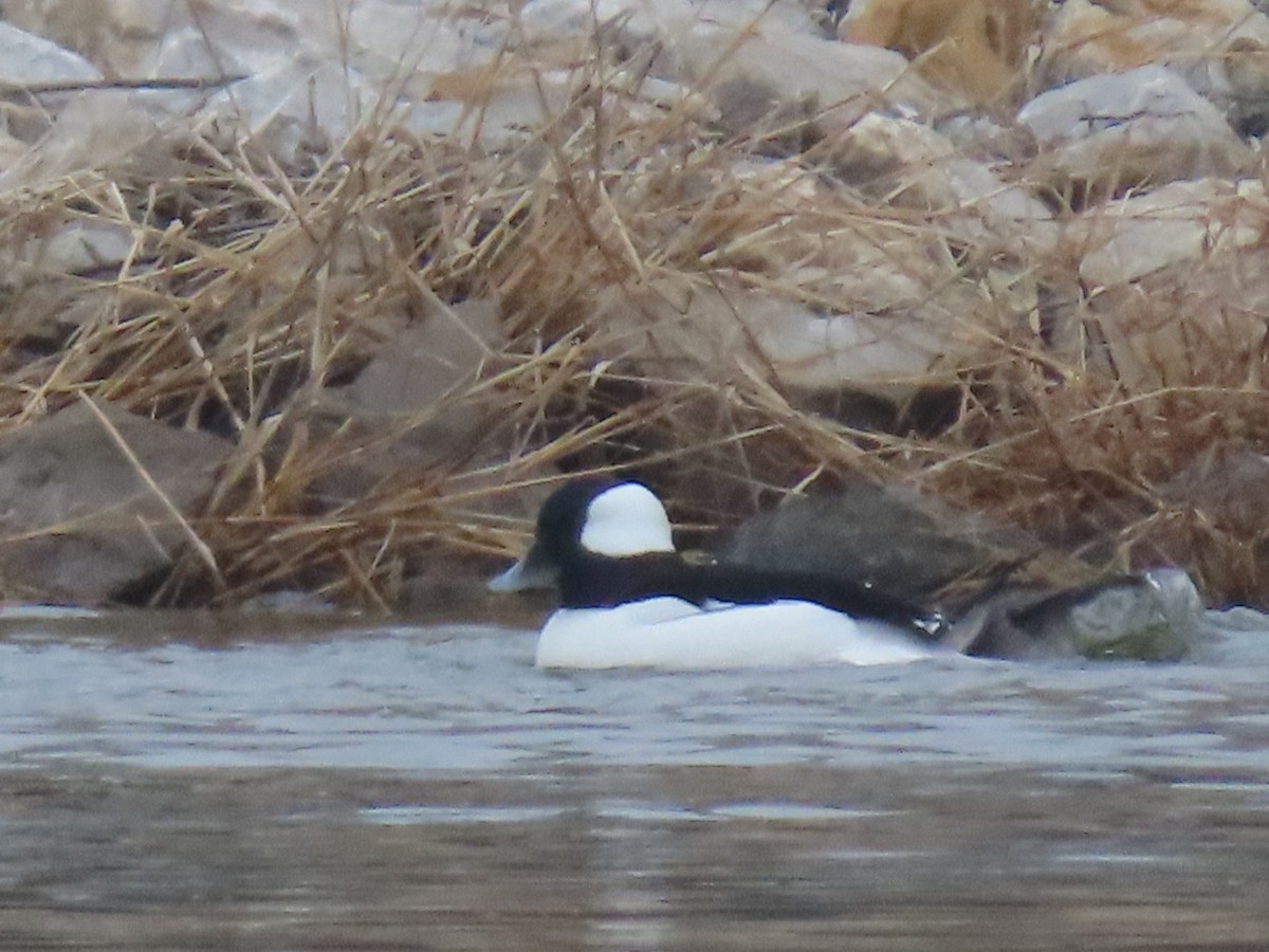 Bufflehead - ML628012280