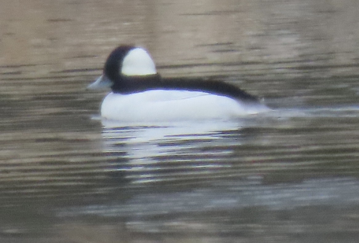 Bufflehead - ML628012281