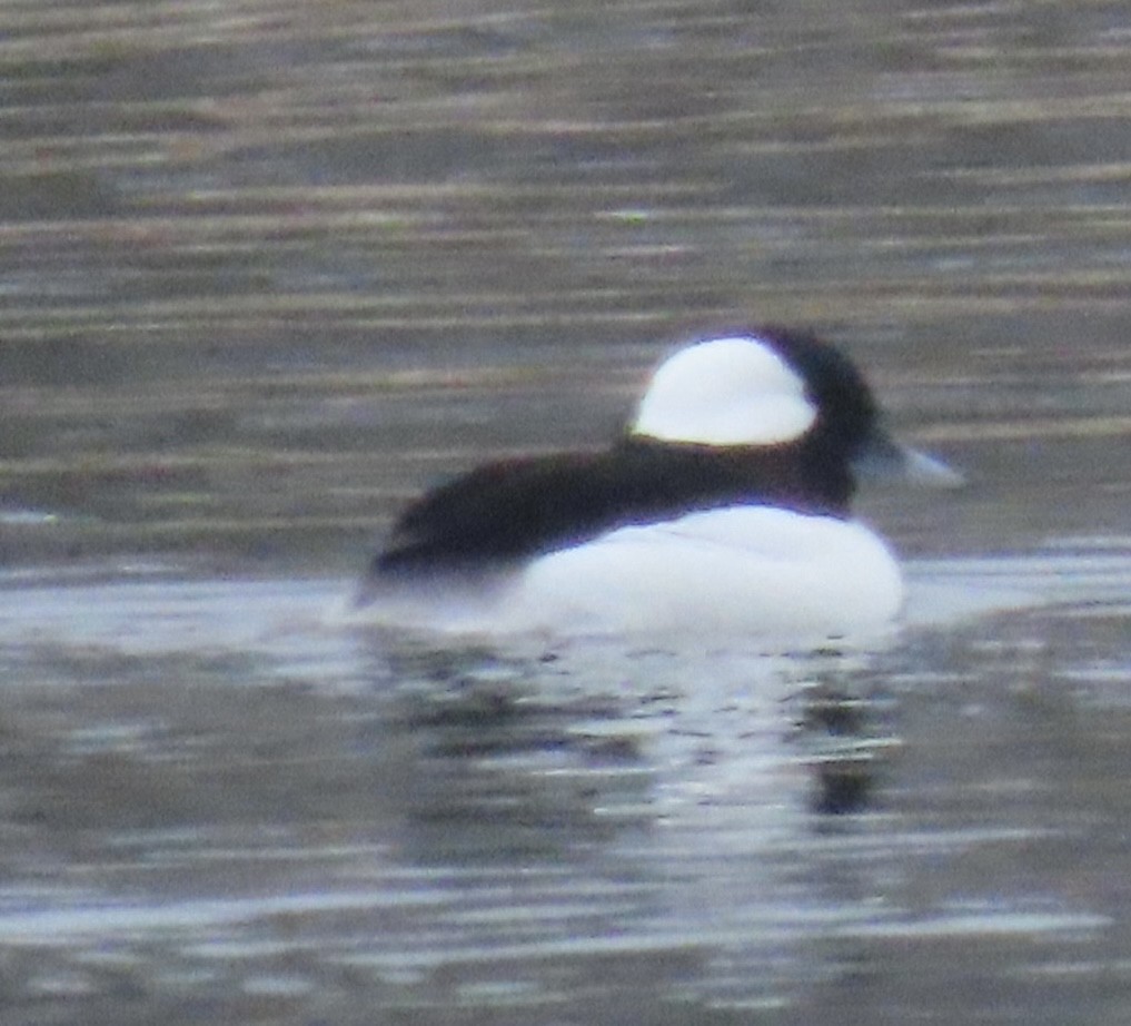 Bufflehead - ML628012282