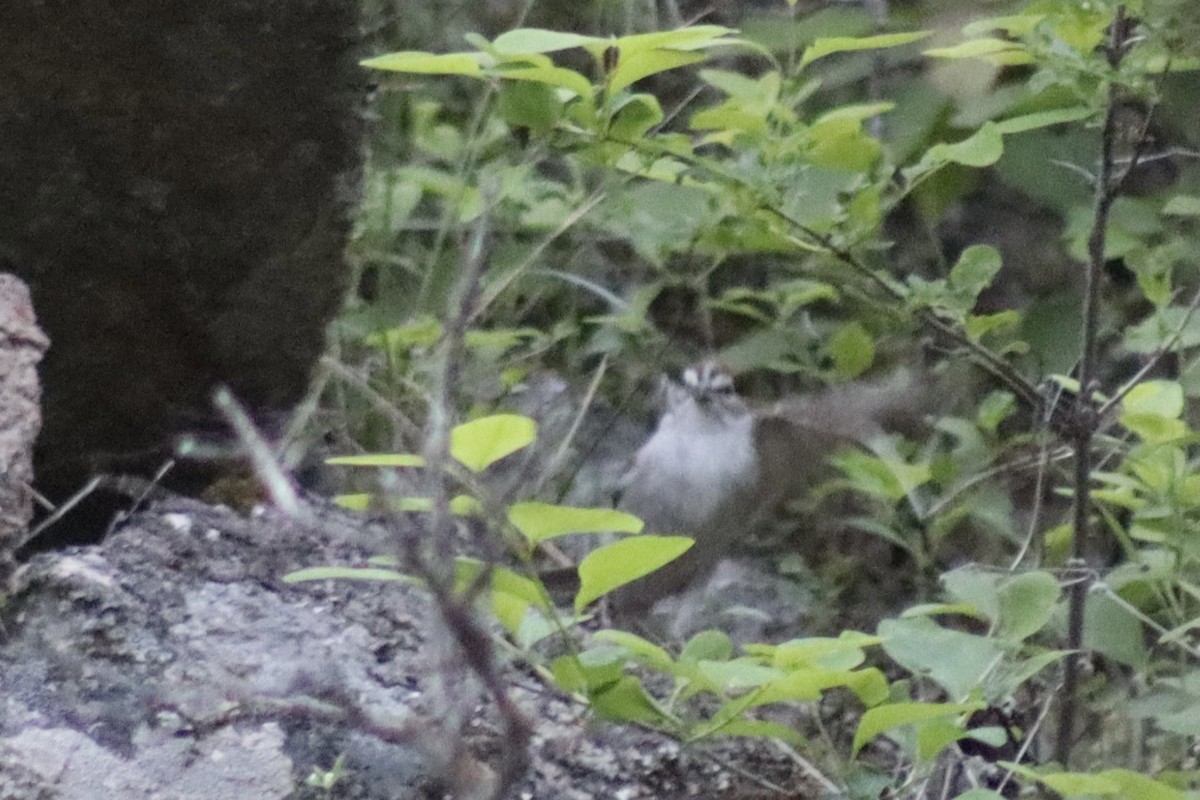 Chipping Sparrow - ML628012284