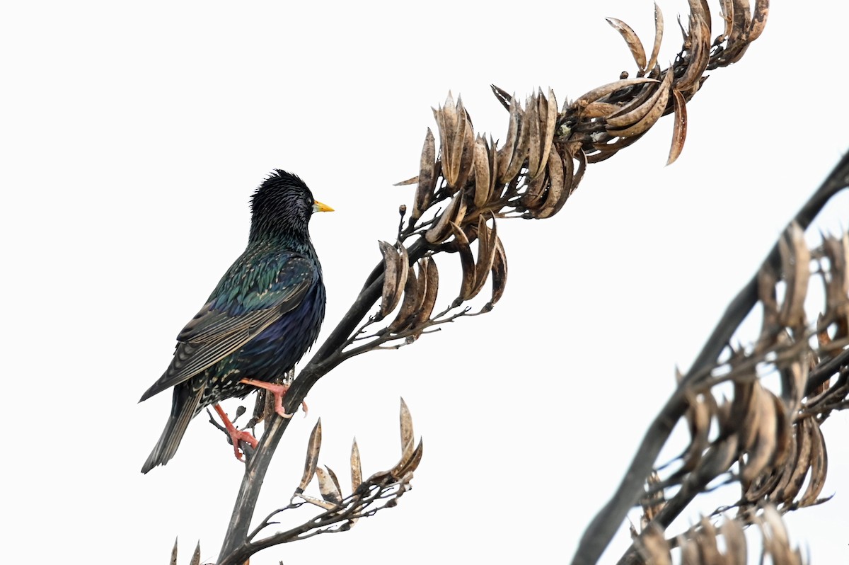 European Starling - ML628012285