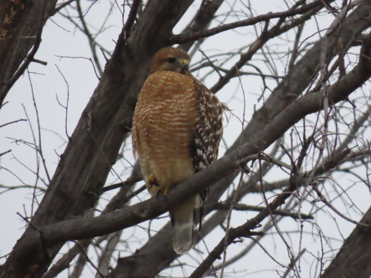 Red-shouldered Hawk - ML628012301