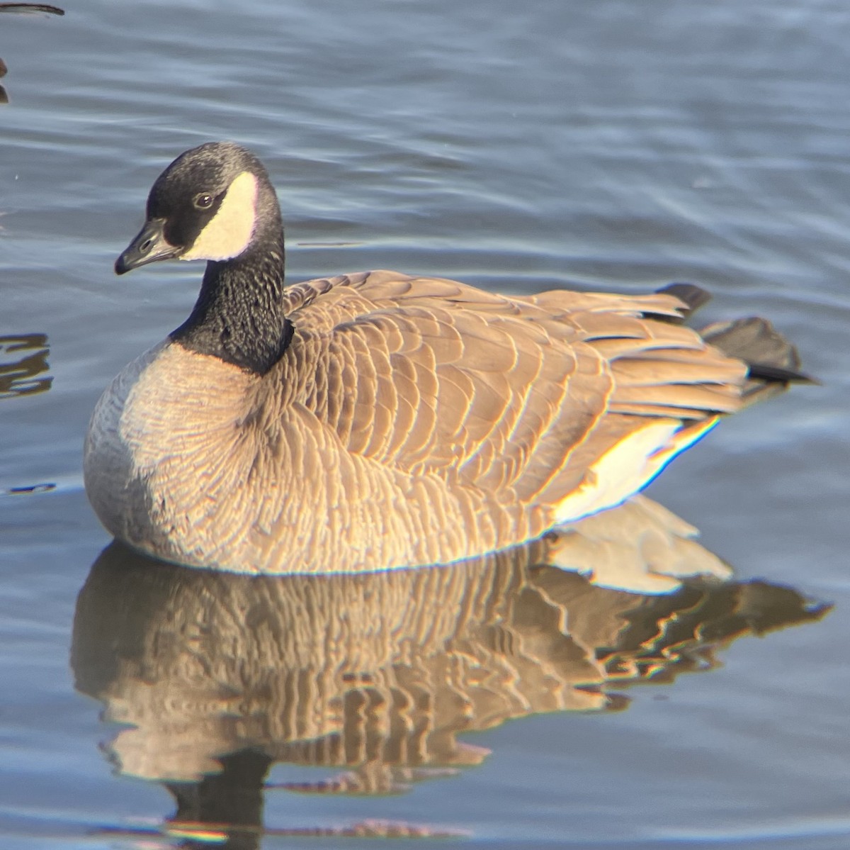 Cackling Goose - ML628012322
