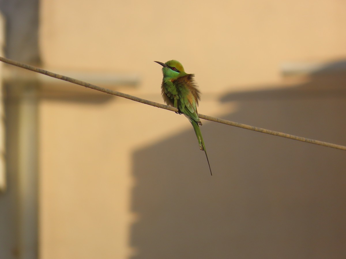 Asian Green Bee-eater - ML628012440