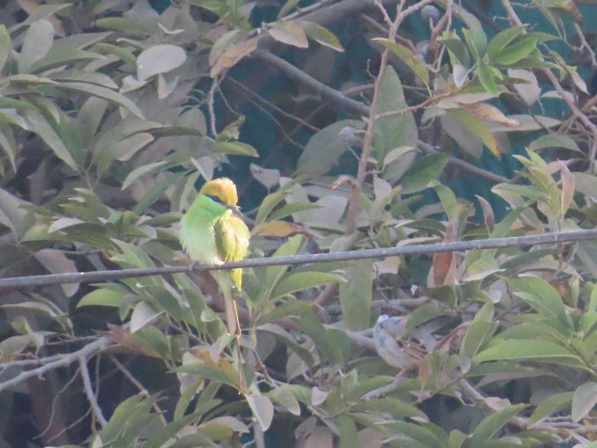 Asian Green Bee-eater - ML628012445